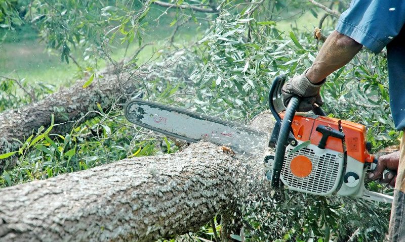 28 de arbori din Tîrgu-Mureş vor fi tăiaţi 28 de arbori din Tîrgu-Mureş vor fi tăiaţi