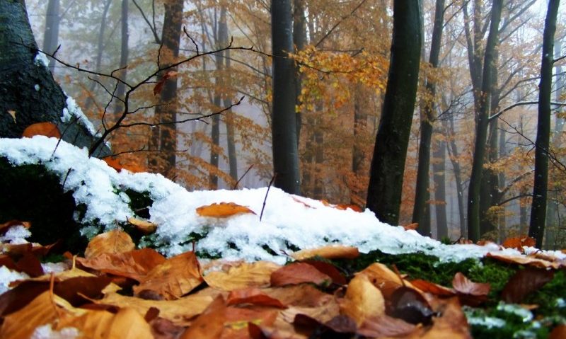 Precipitaţii excedentare din octombrie până la finele anului Precipitaţii excedentare din octombrie până la finele anului