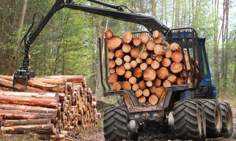 Pădurari brașoveni acuzați de furt de lemne Pădurari brașoveni acuzați de furt de lemne