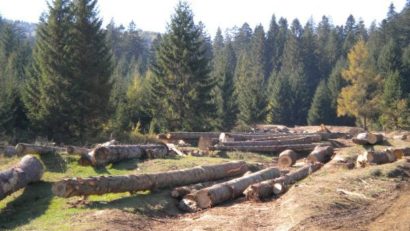Gărzile forestiere, mai aproape de înființare