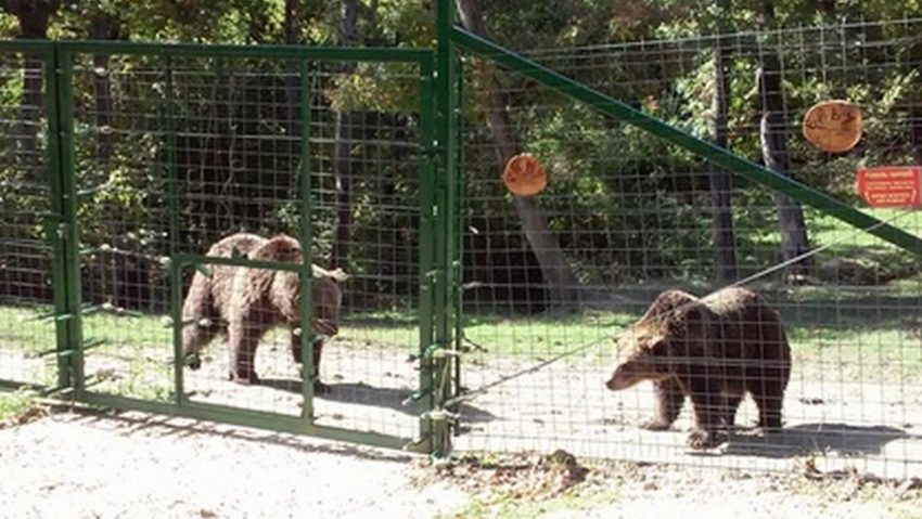 Rezervaţia Libearty Zărneşti a împlinit 10 ani; cu acest prilej a fost inaugurat ,,Muzeul Ursuleţilor de pluş” Rezervaţia Libearty Zărneşti a împlinit 10 ani; cu acest prilej a fost inaugurat ,,Muzeul Ursuleţilor de pluş”