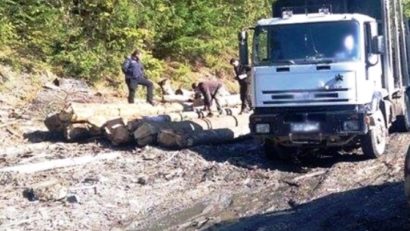 Lemne nemarcate recuperate de către jandarmii harghiteni