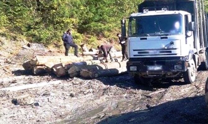 Lemne nemarcate recuperate de către jandarmii harghiteni Lemne nemarcate recuperate de către jandarmii harghiteni