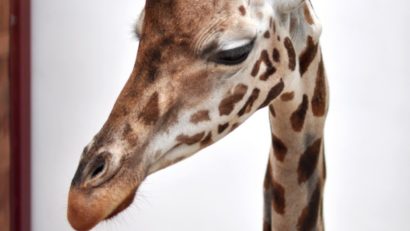 A murit Gina – girafa de la Zoo Tg.Mureș, singura din România