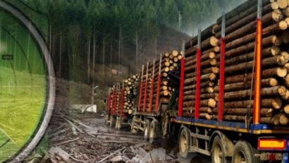 Radarul pădurilor începe să dea rezultate