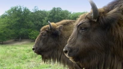 Rezervația de zimbri de la Vama Buzăului are nevoie de extindere