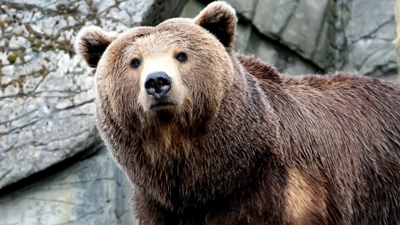Tentativă de braconaj în Harghita Tentativă de braconaj în Harghita