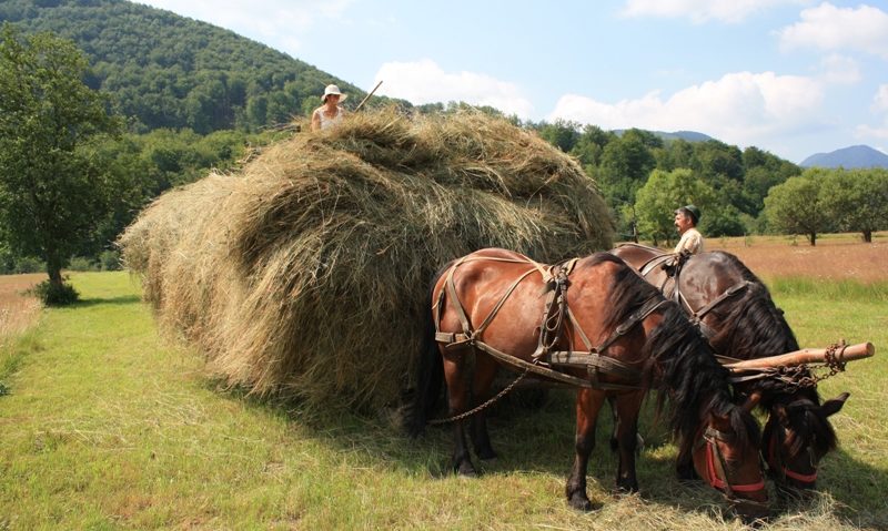 Olandezii sprijină localnicii din Vama Buzăului Olandezii sprijină localnicii din Vama Buzăului