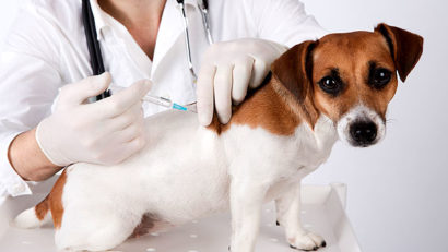 Clinică veterinară mobilă la Brașov
