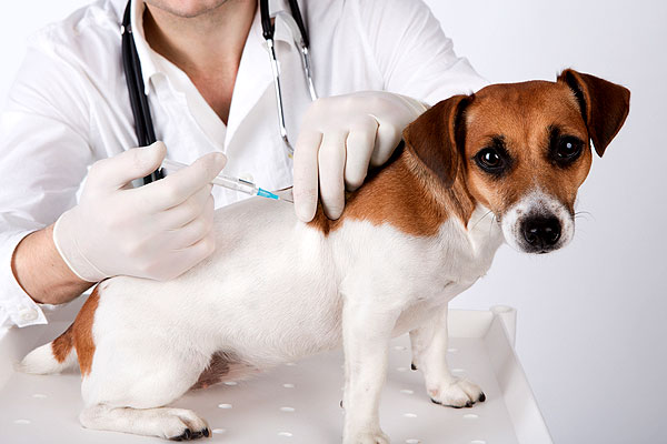 Clinică veterinară mobilă la Brașov