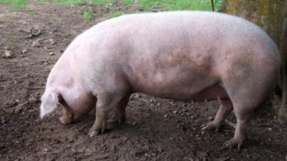 Pesta porcină africană se extinde în România