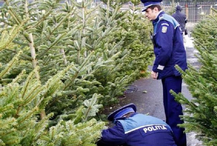 Peste 300 de pomi de Crăciun, confiscați în Mureș Peste 300 de pomi de Crăciun, confiscați în Mureș