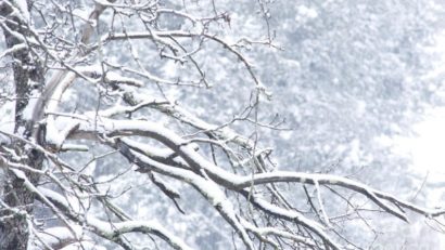 Ninge în centrul țării