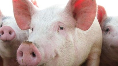 Focar de pestă porcină în regiunea Odesa, la graniţa cu România