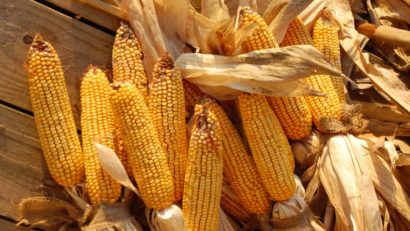 Producţia de porumb a României se va diminua în acest an cu până la 40%, din cauza secetei