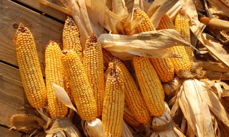 Producţia de porumb a României se va diminua în acest an cu până la 40%, din cauza secetei