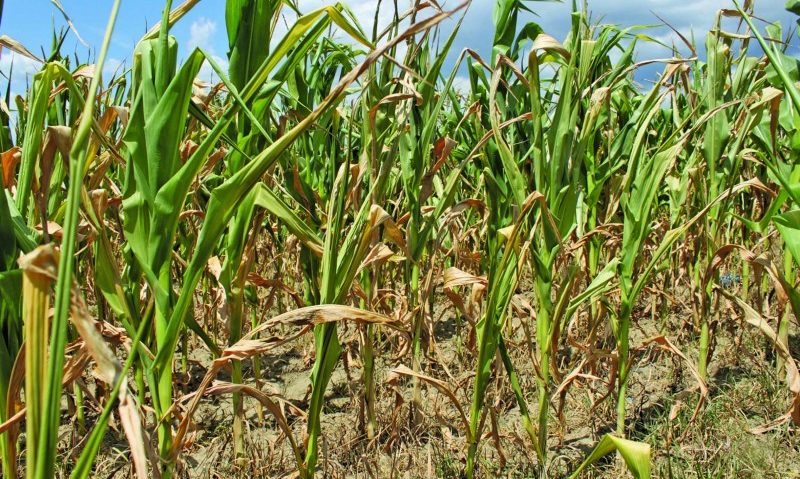 Aproape 340.000 de hectare de suprafețe agricole sunt calamitate din cauza secetei Aproape 340.000 de hectare de suprafețe agricole sunt calamitate din cauza secetei