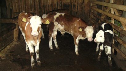 Bărbat din Iernut, reţinut pentru furtul a 15 viţei