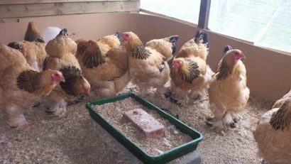 Atenție la animalele din gospodărie