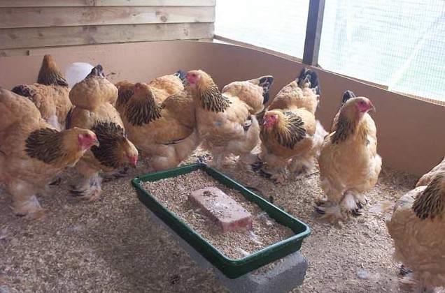 Atenție la animalele din gospodărie