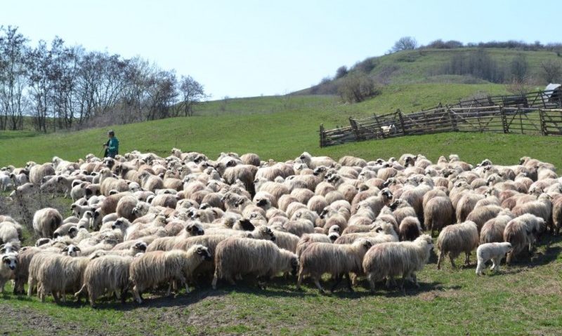 Ciobanii, nemulțumiți de limitarea numărului de câini de la stână Ciobanii, nemulțumiți de limitarea numărului de câini de la stână