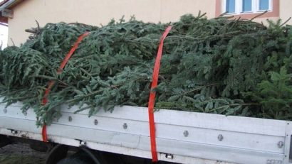 Peste 500 de brazi confiscaţi de poliţiştii mureșeni