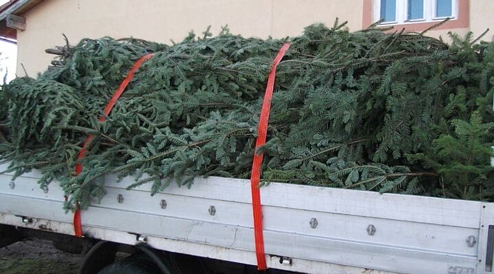 Peste 4.000 de pomi de Crăciun au fost confiscaţi de poliţişti