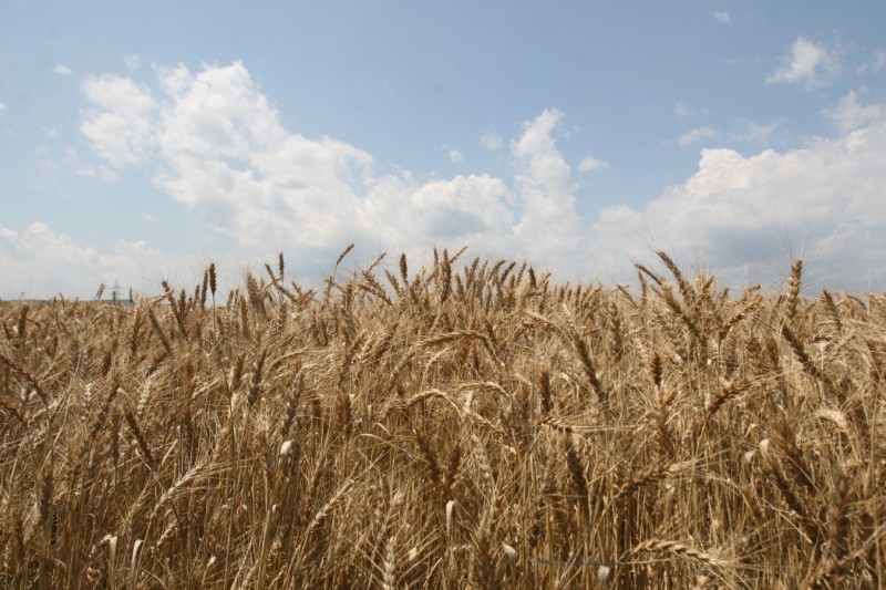 Culturile agricole din județul Mureș nu au fost afectate de temperaturi extreme