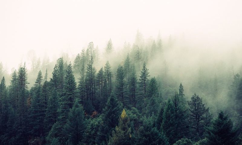Fundaţia Conservation Carpathia a cumpărat 16.000 de hectare de pădure în România pentru a le proteja de tăierile ilegale Fundaţia Conservation Carpathia a cumpărat 16.000 de hectare de pădure în România pentru a le proteja de tăierile ilegale