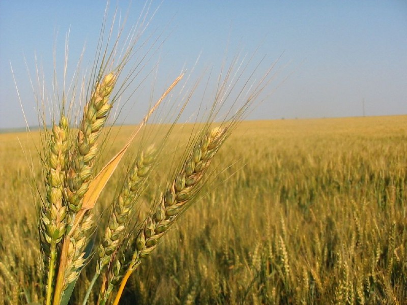Producţia de grâu din România şi Franţa ar putea fi afectată de temperaturile ridicate din această iarnă Producţia de grâu din România şi Franţa ar putea fi afectată de temperaturile ridicate din această iarnă