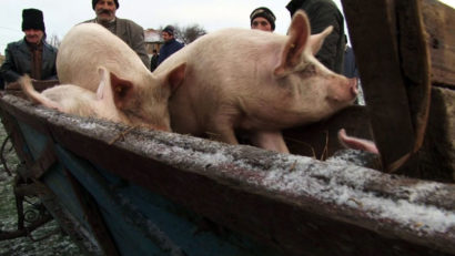 10 târguri de animale sunt autorizate în Mureș