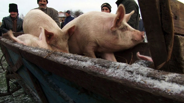 10 târguri de animale sunt autorizate în Mureș