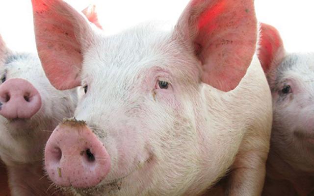 Serviciile veterinare din România sunt de două luni în alertă maximă