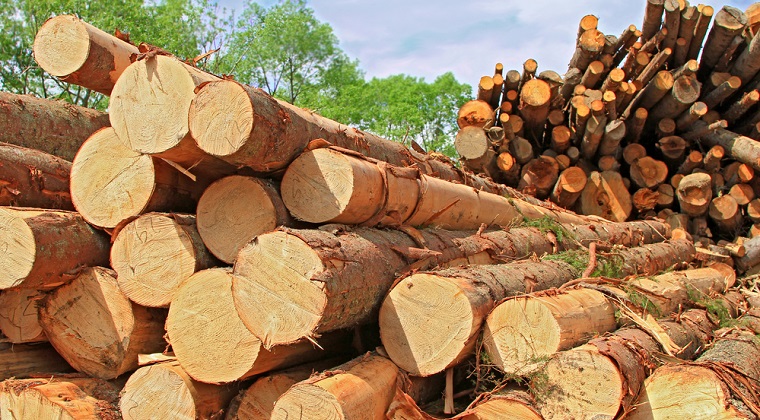 Panică pe piața lemnului: mii de angajați din domeniul forestier protestează în Capitală