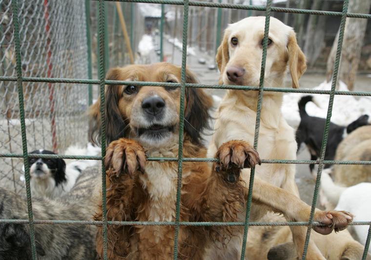 Peste 230 de câini fără stăpân din Tîrgu Mureş au fost adoptaţi în Germania