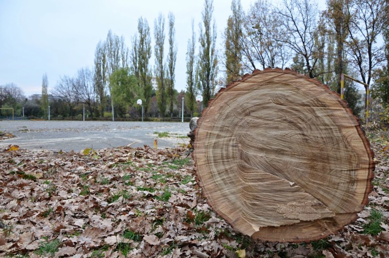 Un bărbat din Brașov a fost prins în timp ce fura un copac