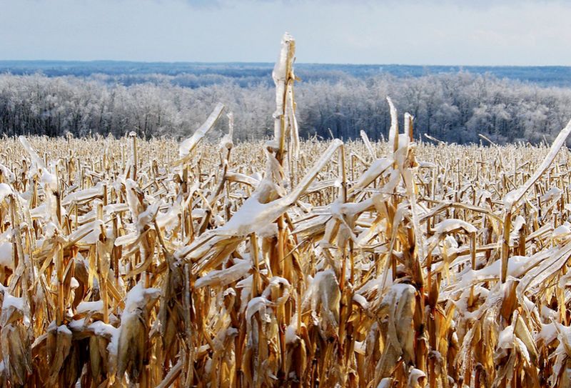 Culturile agricole din Mureș nu au suferit din cauza gerului Culturile agricole din Mureș nu au suferit din cauza gerului