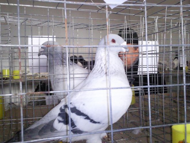 Porumbei cadou la a 31-a ediţie de specialitate de la Târnăveni