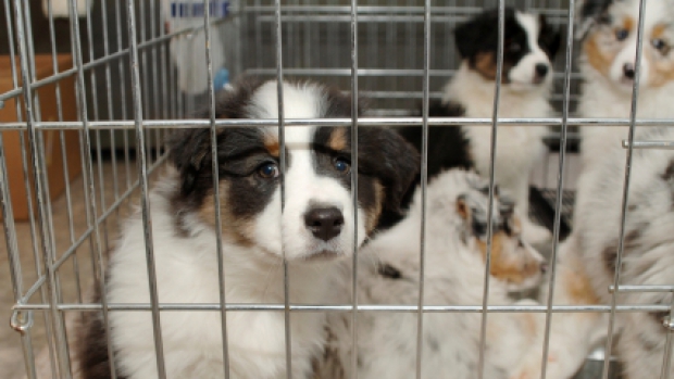 Parlamentarii europeni vor să combată comerţul ilegal cu animale de companie