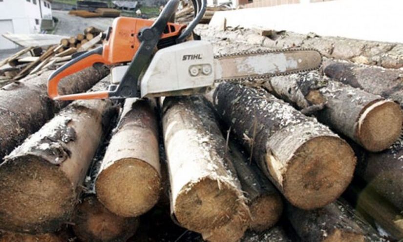 Mureșeni, reținuți pentru furt de arbori