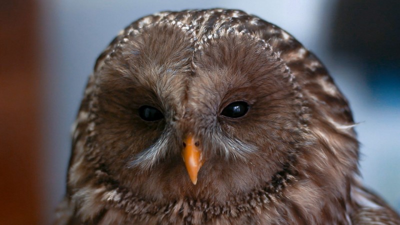 80 de veterinari şi asociaţii au intrat într-o reţea pentru protecţia animalelor sălbatice