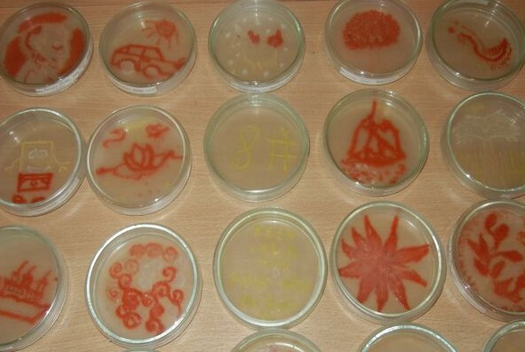 Expoziţie de picturi realizate din bacterii nepericuloase, la Miercurea Ciuc