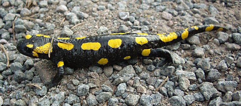 Salamandra de foc este reptila anului 2016