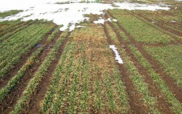 Culturile de toamnă din judeţul Harghita au fost afectate de perioadele de ger, fără zăpadă
