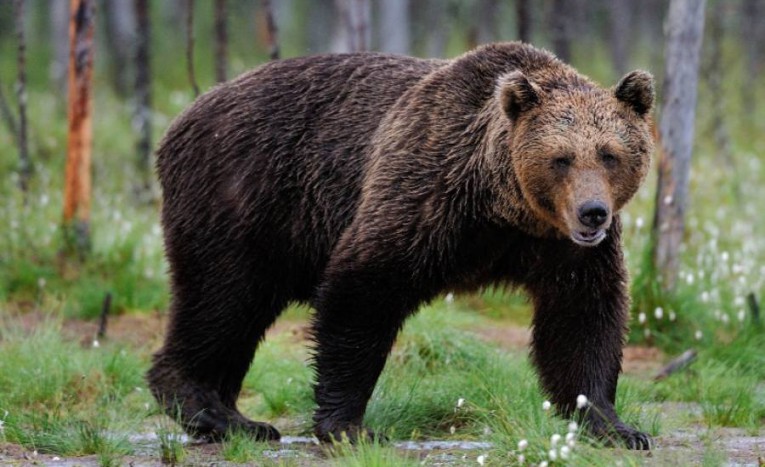 Ursoaica din Ploieşti a ajuns la Rezervaţia Libearty din Zărneşti