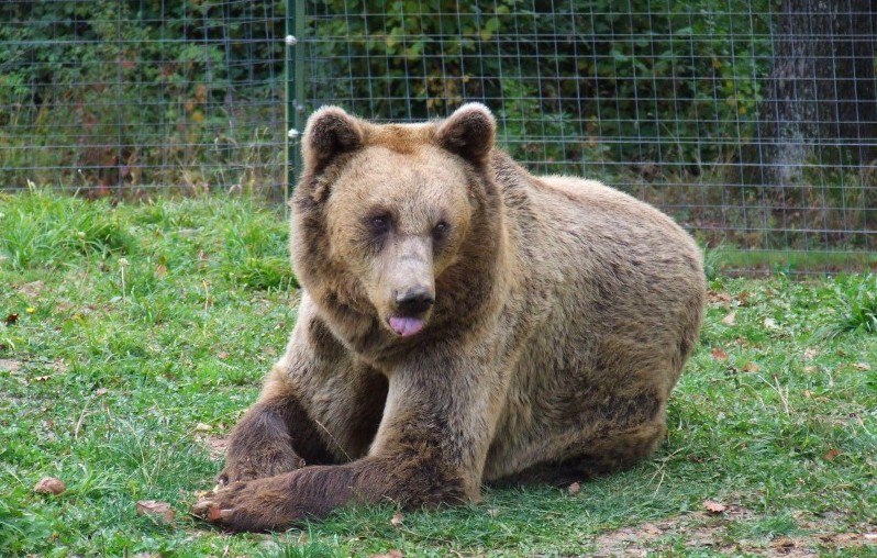 Masha şi Misha ajung azi în România