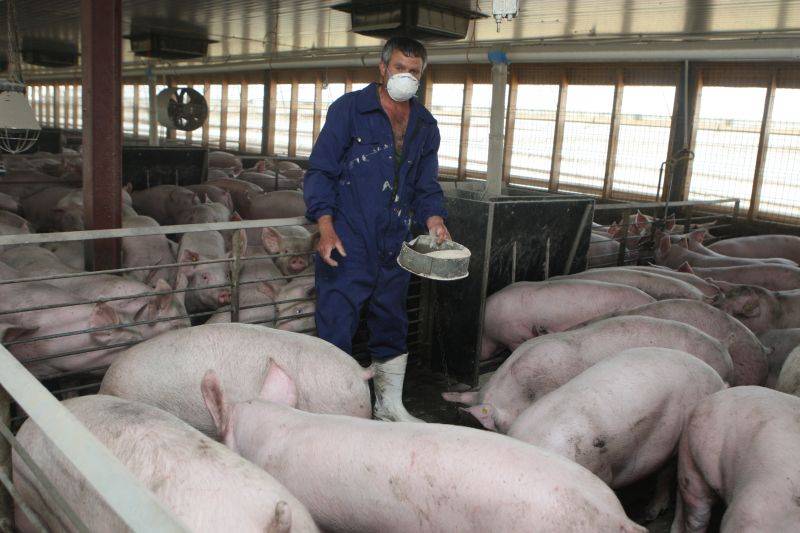 Crescătorii de porci din România ameninţă cu proteste