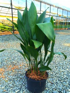 aspidistra