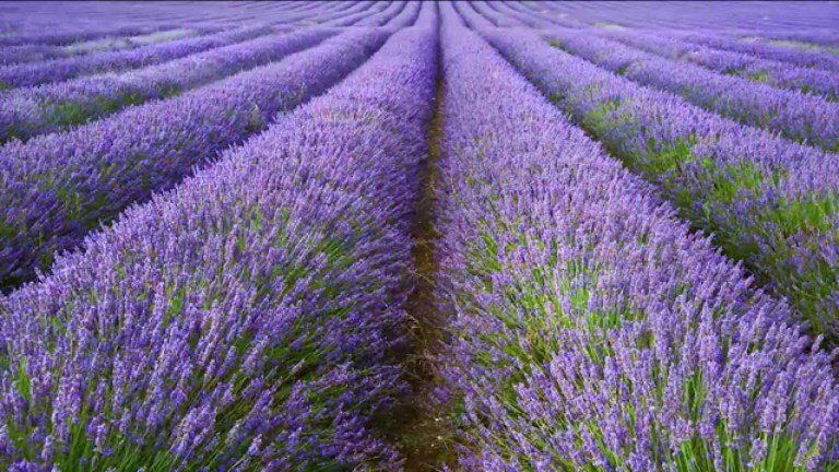 Levănţica, planta aromatică a anului 2016