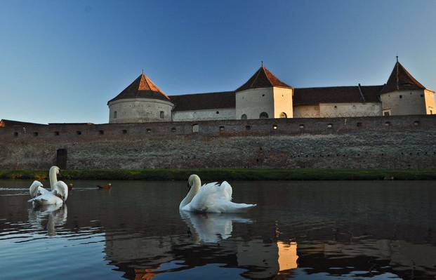 Au revenit lebedele pe lacul Cetăţii Făgăraşului